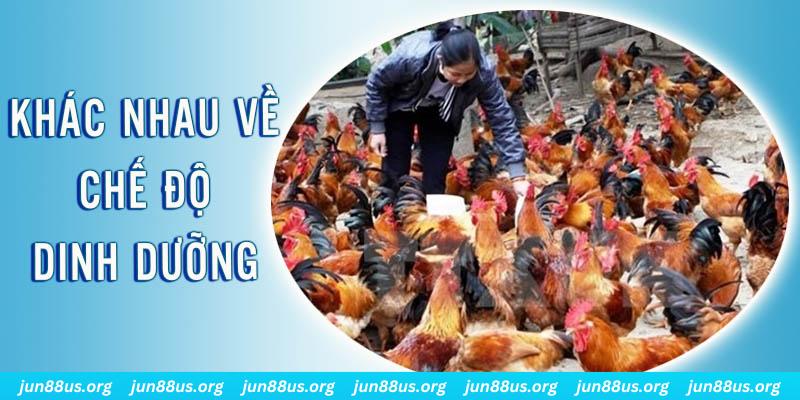 hb888 đăng nhập roulette hôm nay